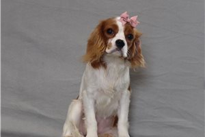 Mila - Cavalier King Charles Spaniel for sale