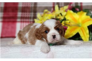 Mateo - Cavalier King Charles Spaniel for sale