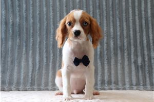 Matthew - Cavalier King Charles Spaniel for sale