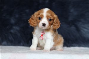 Michael - Cavalier King Charles Spaniel for sale