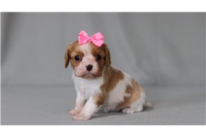 Madison - Cavalier King Charles Spaniel for sale