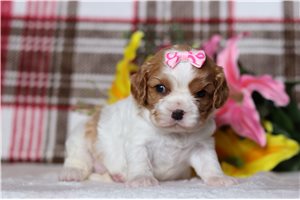 Mila - Cavalier King Charles Spaniel for sale