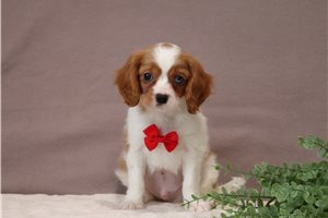 Matthew - Cavalier King Charles Spaniel for sale