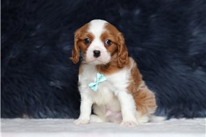 Mateo - Cavalier King Charles Spaniel for sale