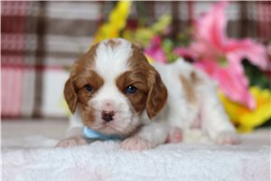 Matthew - Cavalier King Charles Spaniel for sale