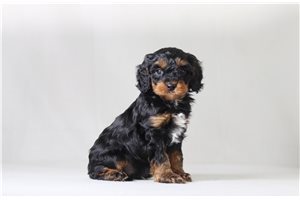 Winston - Cavapoo for sale