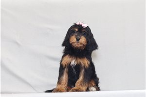 Penelope - Cavapoo for sale