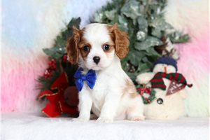 Denzel - Cavalier King Charles Spaniel for sale