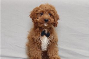 Langston - Cavapoo for sale