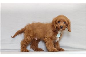 Lane - Cavapoo for sale