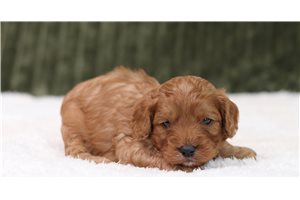 Pierre - Cavapoo for sale