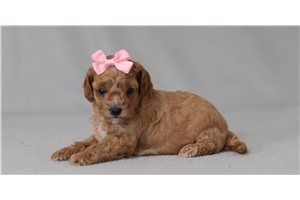 Madeline - Cavapoo for sale