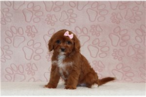 Caiden - Cavapoo for sale