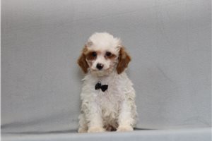 Stetson - Cavapoo for sale