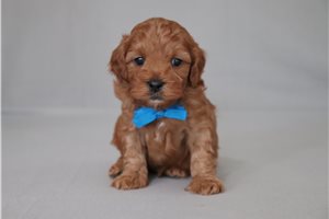 Bentley - Cavapoo for sale