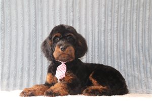 Picasso - Cavapoo for sale