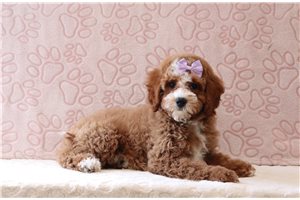 Kiara - Cavapoo for sale