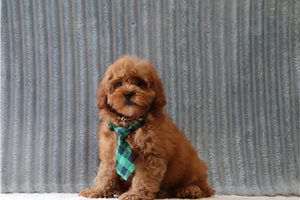 Bentley - Cavapoo for sale