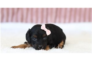 Piper - Cavapoo for sale