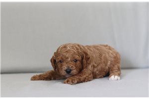 Starsky - Cavapoo for sale