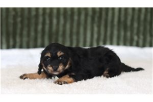 Pierce - Cavapoo for sale
