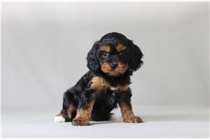 Penelope - Cavapoo for sale