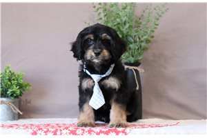 Nigel - Cavapoo for sale