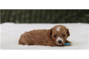 Pika - Cavapoo for sale
