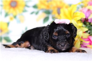 Noelle - Cavapoo for sale