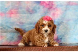 Kiara - Cavapoo for sale
