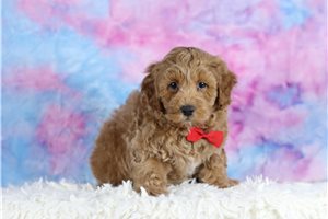 Cisko - Cavapoo for sale