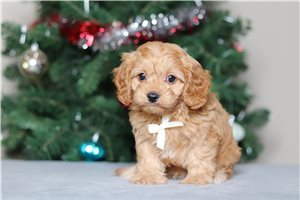 Wesley - Cavapoo for sale
