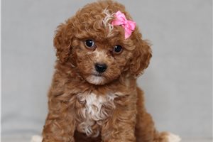 Ursula - Cavapoo for sale