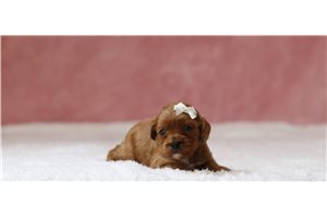 Camilia - Cavapoo, placed in Zanesville / Cambridge