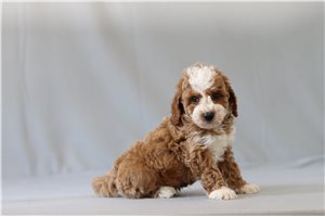 Bastian - Cavapoo for sale
