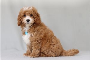 Blaine - Cavapoo for sale