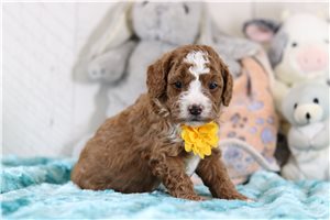 Kyrie - Cavapoo for sale