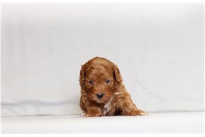 Utopia - Cavapoo for sale