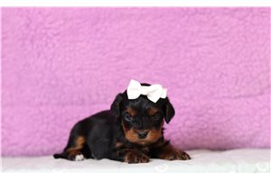 Persephone - Cavapoo for sale