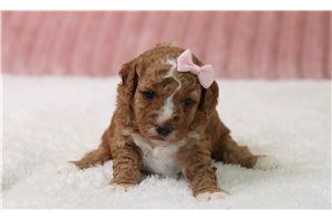 Pippin - Cavapoo for sale