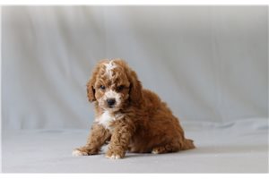 Blaine - Cavapoo for sale