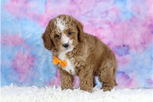 Chuck - Cavapoo for sale