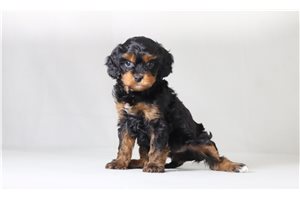 Persephone - Cavapoo for sale