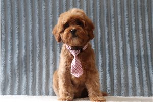 Bentley - Cavapoo for sale