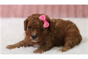 Pixie - Cavapoo for sale