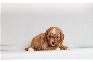 Ursula - Cavapoo for sale