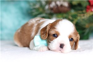 Deeks - Cavapoo for sale