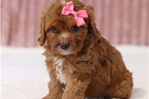 Cara - Cavapoo for sale