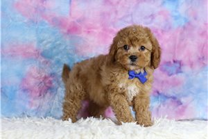 Chopper - Cavapoo for sale