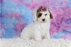 Chance - Cavapoo for sale